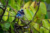 Tangara maskova - Tangara larvata - Golden-hooded Tanager o5075